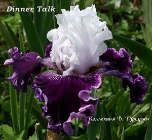 dinner talk33